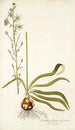 Ornithogalum odoratum - Nikolaus Joseph Freiherr von Jacquin — weergave van het kunstwerk