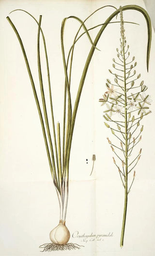 Nikolaus Joseph Freiherr von Jacquin - Ornithogalum pyramidale.webp