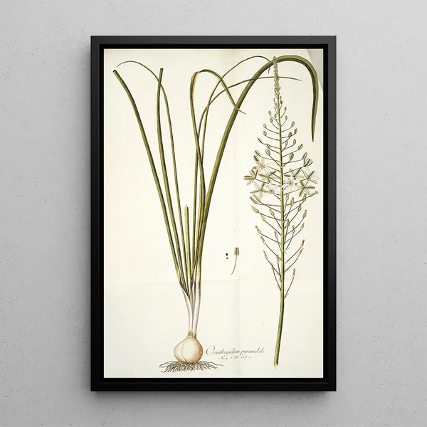Nikolaus Joseph Freiherr von Jacquin - Ornithogalum pyramidale.webp