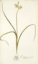 Ornithogalum suaveolens - Nikolaus Joseph Freiherr von Jacquin — weergave van het kunstwerk