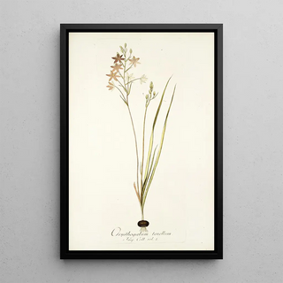 Nikolaus Joseph Freiherr von Jacquin - Ornithogalum tenellum.webp