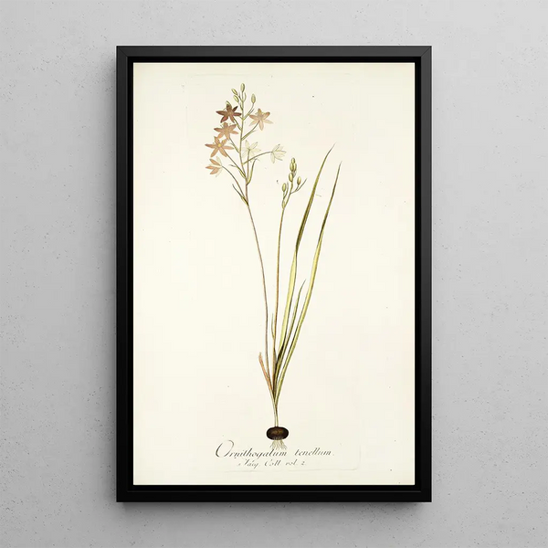 Nikolaus Joseph Freiherr von Jacquin - Ornithogalum tenellum.webp