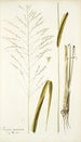Panicum maximum - Nikolaus Joseph Freiherr von Jacquin — weergave van het kunstwerk
