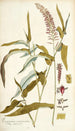 Paspalum racemosum - Nikolaus Joseph Freiherr von Jacquin — weergave van het kunstwerk