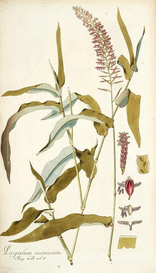Nikolaus Joseph Freiherr von Jacquin - Paspalum racemosum.webp