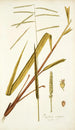 Paspalum virgatum - Nikolaus Joseph Freiherr von Jacquin — weergave van het kunstwerk