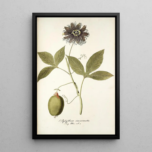 Nikolaus Joseph Freiherr von Jacquin - Passiflora incarnata.webp