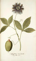 Passiflora incarnata - Nikolaus Joseph Freiherr von Jacquin — weergave van het kunstwerk