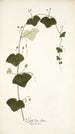 Passiflora lutea - Nikolaus Joseph Freiherr von Jacquin — weergave van het kunstwerk