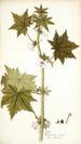 Pavonia urens - Nikolaus Joseph Freiherr von Jacquin — weergave van het kunstwerk