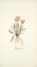 Pedicularis rosea - Nikolaus Joseph Freiherr von Jacquin — weergave van het kunstwerk