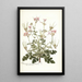 Pelargonium anemonaefolium - Nikolaus Joseph Freiherr von Jacquin — ingelijst kunstwerk aan de muur