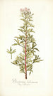 Pelargonium balsameum - Nikolaus Joseph Freiherr von Jacquin — weergave van het kunstwerk