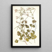 Pelargonium bullatum - Nikolaus Joseph Freiherr von Jacquin — ingelijst kunstwerk aan de muur