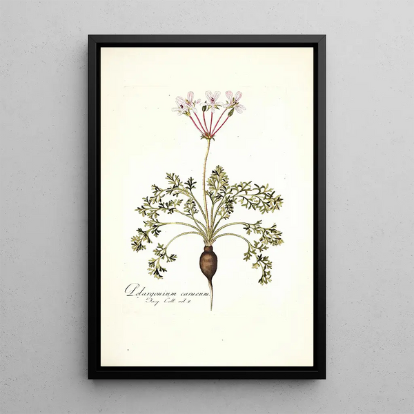 Nikolaus Joseph Freiherr von Jacquin - Pelargonium carneum.webp