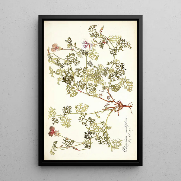 Nikolaus Joseph Freiherr von Jacquin - Pelargonium caucalifolium.webp