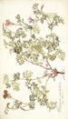 Pelargonium caucalifolium - Nikolaus Joseph Freiherr von Jacquin — weergave van het kunstwerk