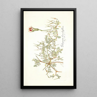 Nikolaus Joseph Freiherr von Jacquin - Pelargonium chamaedryfolium.webp