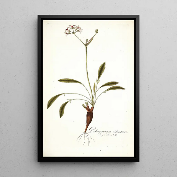 Nikolaus Joseph Freiherr von Jacquin - Pelargonium ciliatum.webp