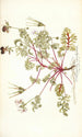 Pelargonium coriandrifolium - Nikolaus Joseph Freiherr von Jacquin — weergave van het kunstwerk