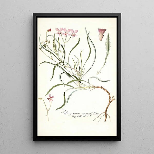 Nikolaus Joseph Freiherr von Jacquin - Pelargonium coronopifolium.webp