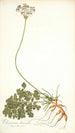 Pelargonium daucoides - Nikolaus Joseph Freiherr von Jacquin — weergave van het kunstwerk