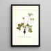 Pelargonium heterophyllum - Nikolaus Joseph Freiherr von Jacquin — ingelijst kunstwerk aan de muur