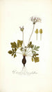 Pelargonium heterophyllum - Nikolaus Joseph Freiherr von Jacquin — weergave van het kunstwerk