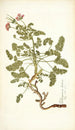 Pelargonium hirtum - Nikolaus Joseph Freiherr von Jacquin — weergave van het kunstwerk