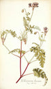Pelargonium lacerum - Nikolaus Joseph Freiherr von Jacquin — weergave van het kunstwerk