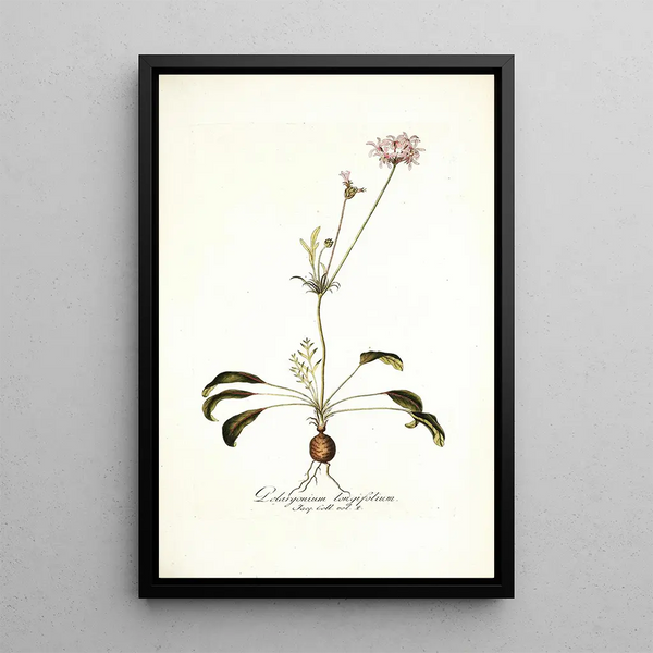 Nikolaus Joseph Freiherr von Jacquin - Pelargonium longifolium.webp