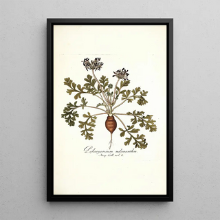 Nikolaus Joseph Freiherr von Jacquin - Pelargonium melananthon.webp