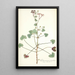 Pelargonium patulum - Nikolaus Joseph Freiherr von Jacquin — ingelijst kunstwerk aan de muur