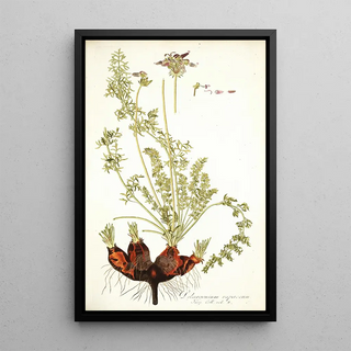 Nikolaus Joseph Freiherr von Jacquin - Pelargonium rapaceum.webp