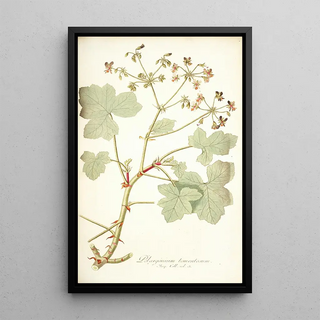 Nikolaus Joseph Freiherr von Jacquin - Pelargonium tomentosum.webp