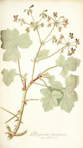 Nikolaus Joseph Freiherr von Jacquin - Pelargonium tomentosum.webp