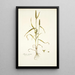 Phleum asperum - Nikolaus Joseph Freiherr von Jacquin — ingelijst kunstwerk aan de muur