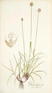 Phleum gerardi - Nikolaus Joseph Freiherr von Jacquin — weergave van het kunstwerk