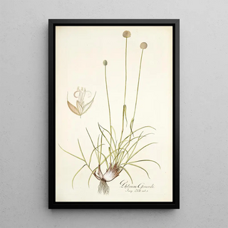 Nikolaus Joseph Freiherr von Jacquin - Phleum gerardi.webp