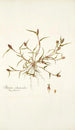 Phleum schoenoides - Nikolaus Joseph Freiherr von Jacquin — weergave van het kunstwerk