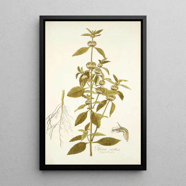 Nikolaus Joseph Freiherr von Jacquin - Phlomis caribaea.webp