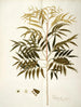 Phyllanthus speciosa - Nikolaus Joseph Freiherr von Jacquin — weergave van het kunstwerk