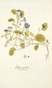 Physalis prostrata - Nikolaus Joseph Freiherr von Jacquin — weergave van het kunstwerk