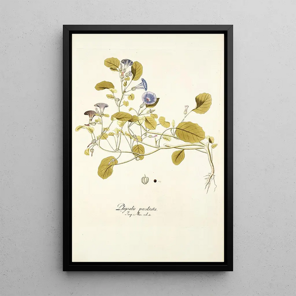 Nikolaus Joseph Freiherr von Jacquin - Physalis prostrata.webp