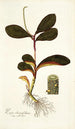 Piper clusiaefolium - Nikolaus Joseph Freiherr von Jacquin — weergave van het kunstwerk