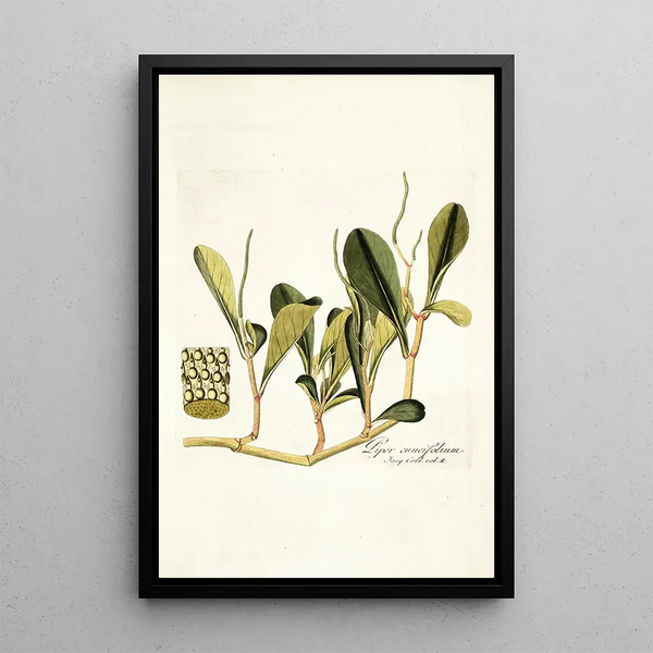 Nikolaus Joseph Freiherr von Jacquin - Piper cuneifolium.webp