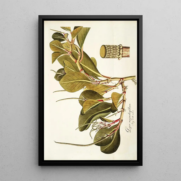 Nikolaus Joseph Freiherr von Jacquin - Piper magnoliaefollum.webp