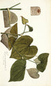Piper marginatum - Nikolaus Joseph Freiherr von Jacquin — weergave van het kunstwerk
