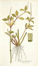 Piper pereskiaefolium - Nikolaus Joseph Freiherr von Jacquin — weergave van het kunstwerk