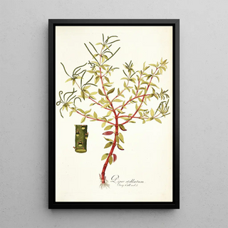 Nikolaus Joseph Freiherr von Jacquin - Piper stellatum.webp